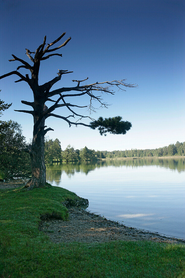 Fohnsee, Osterseen, Oberbayern, Deutschland