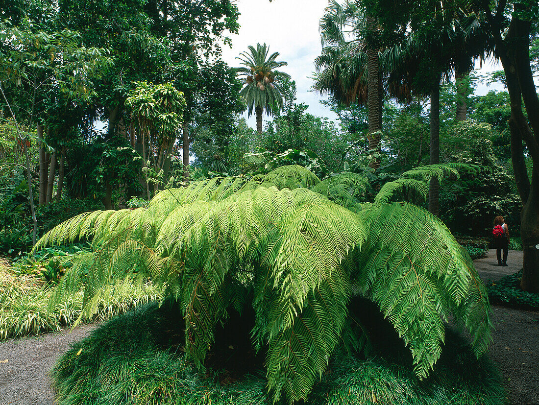 Farn, Botanischer Garten, Puerto de la Cruz, Teneriffa, Kanarische Inseln, Spanien, Europa