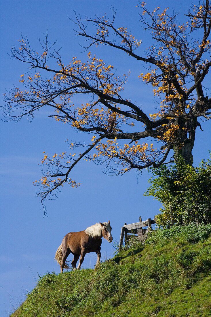 A horse at the top of a hill, Auerberg, near Bernbeuren, Allgaeu, Upper Bavaria, Bavaria, Germany