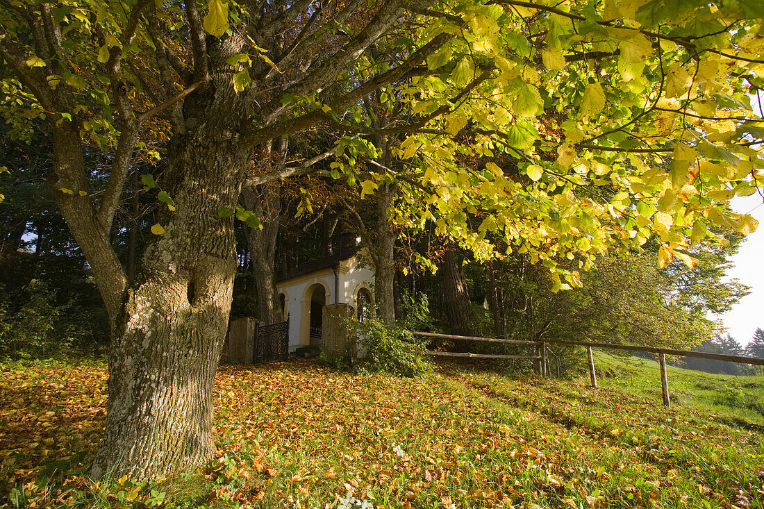 A small chapel and tree with Autumn foliage, Kalvarienberg, near Bidingen, Allgaeu, Upper Bavaria, Bavaria, Germany