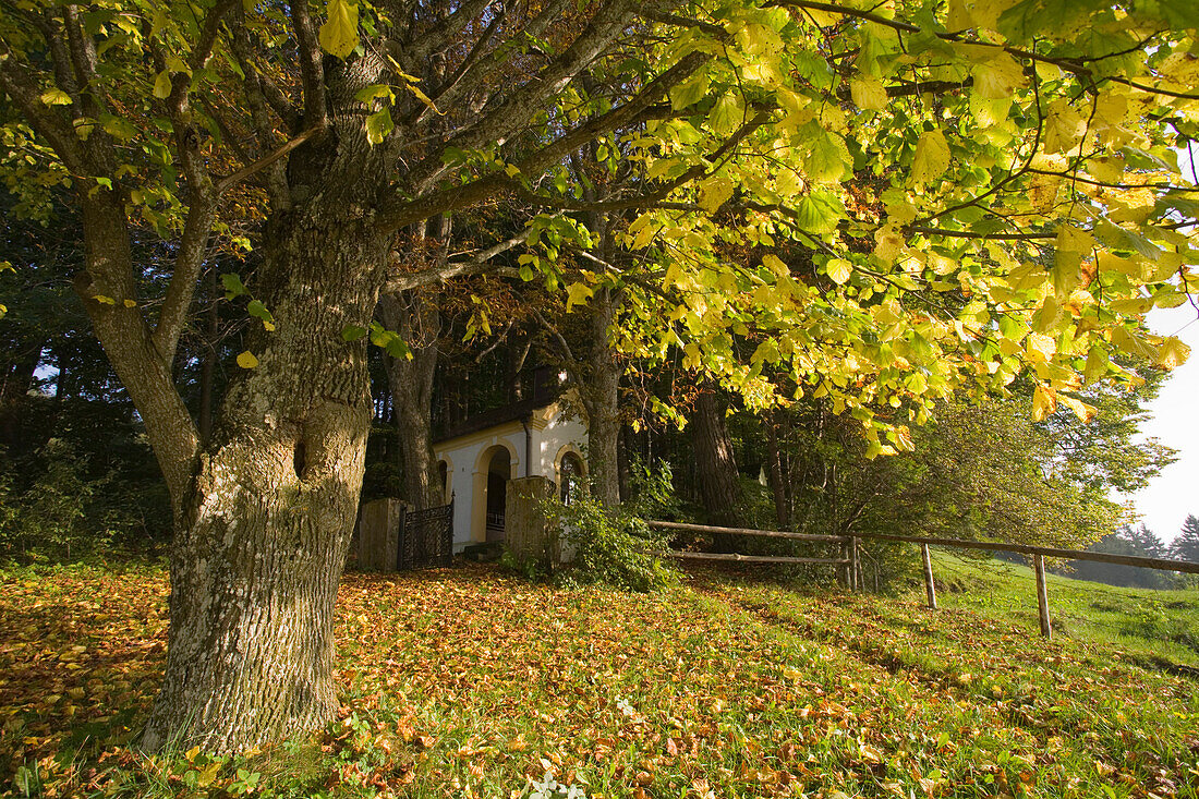 Eine kleine Kapelle und Baum mit Herbstlaub, Kalvarienberg, bei Bidingen, Allgäu, Oberbayern, Bayern, Deutschland