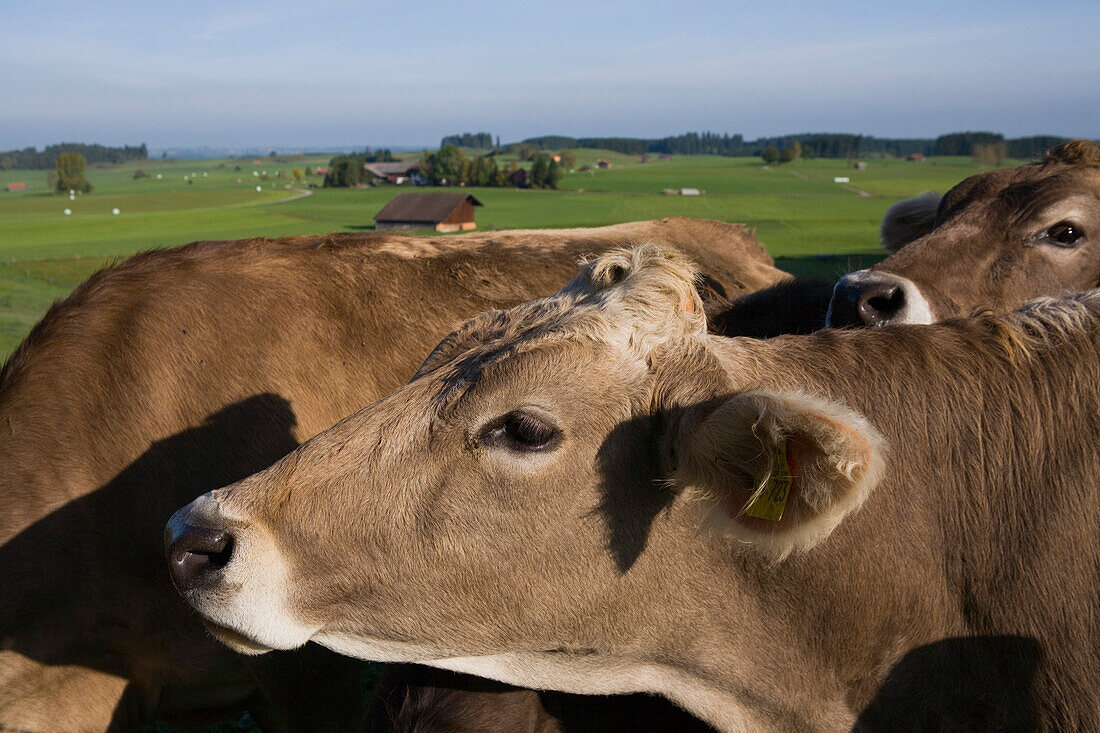 Kühe in einem Feld bei Schongau, Allgäu, Oberbayern, Bayern, Deutschland
