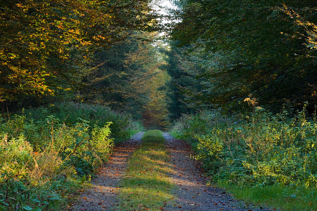 A forest path near Sachsenried, near Schongau, Allgaeu, Upper Bavaria, Bavaria, Germany