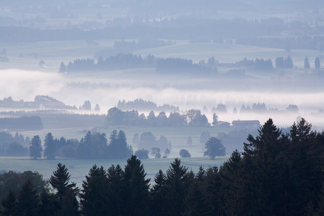 Blick über Nebellandschaft, bei Bernbeuren, Allgäu, Bayern, Deutschland