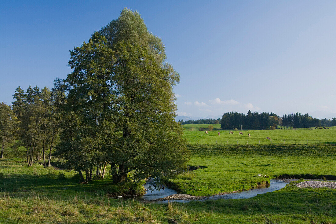 Landschaft mit Bach, Wiesen und Bäumen, in der Nähe von Marktoberdorf, Allgäu, Oberbayern, Bayern, Deutschland
