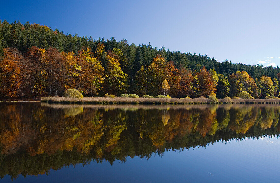 Deininger Weiher with reflection and Autumn colours, Upper Bavaria, Bavaria, Germany