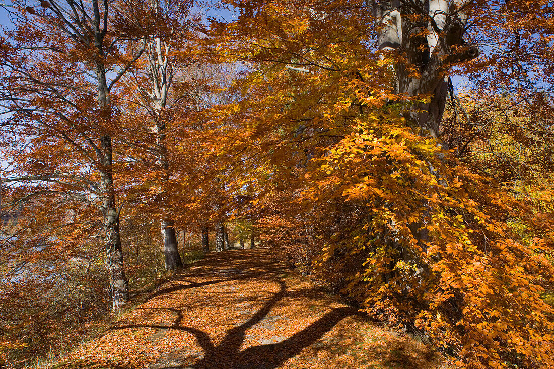 Ein Weg durch Bäume im Herbst, bei Tutzing, Fünfseenland, Oberbayern, Bayern, Deutschland