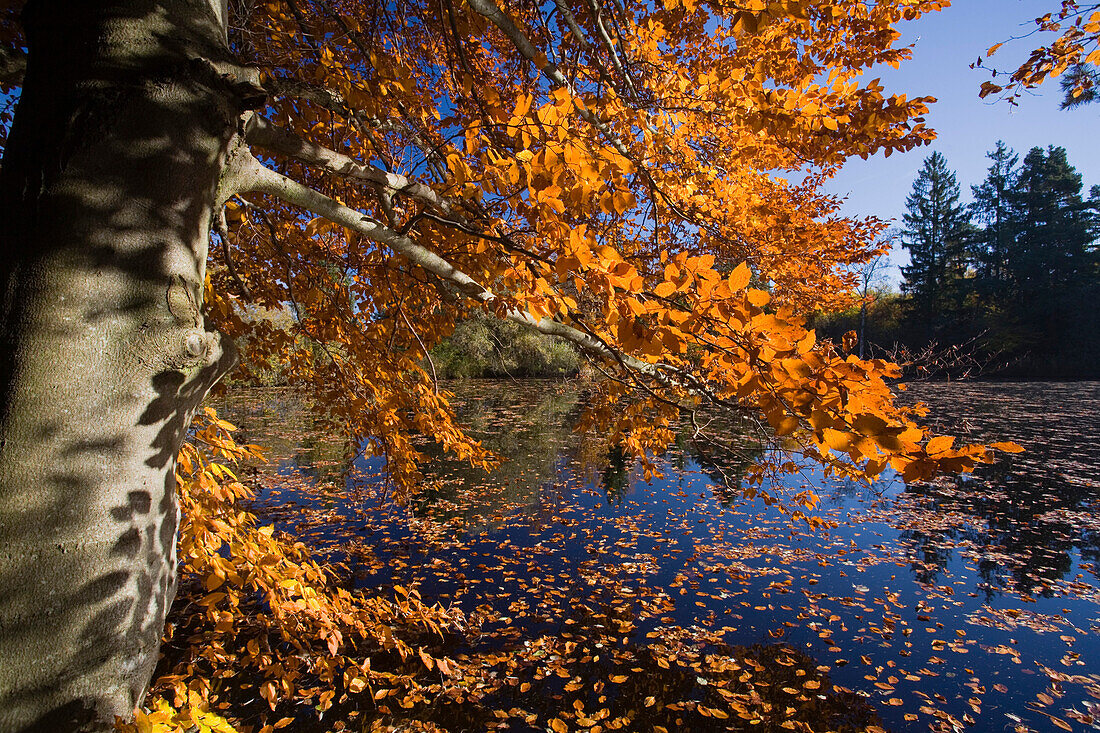 Lake Deixlfurt and tree with Autumn foliage, near Tutzing, Upper Bavaria, Bavaria, Germany