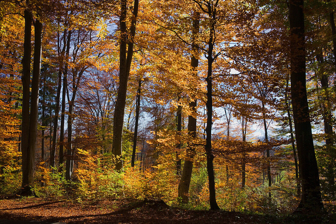 Ein Wald im Herbst, bei Tutzing, Fünfseenland, Oberbayern, Bayern, Deutschland