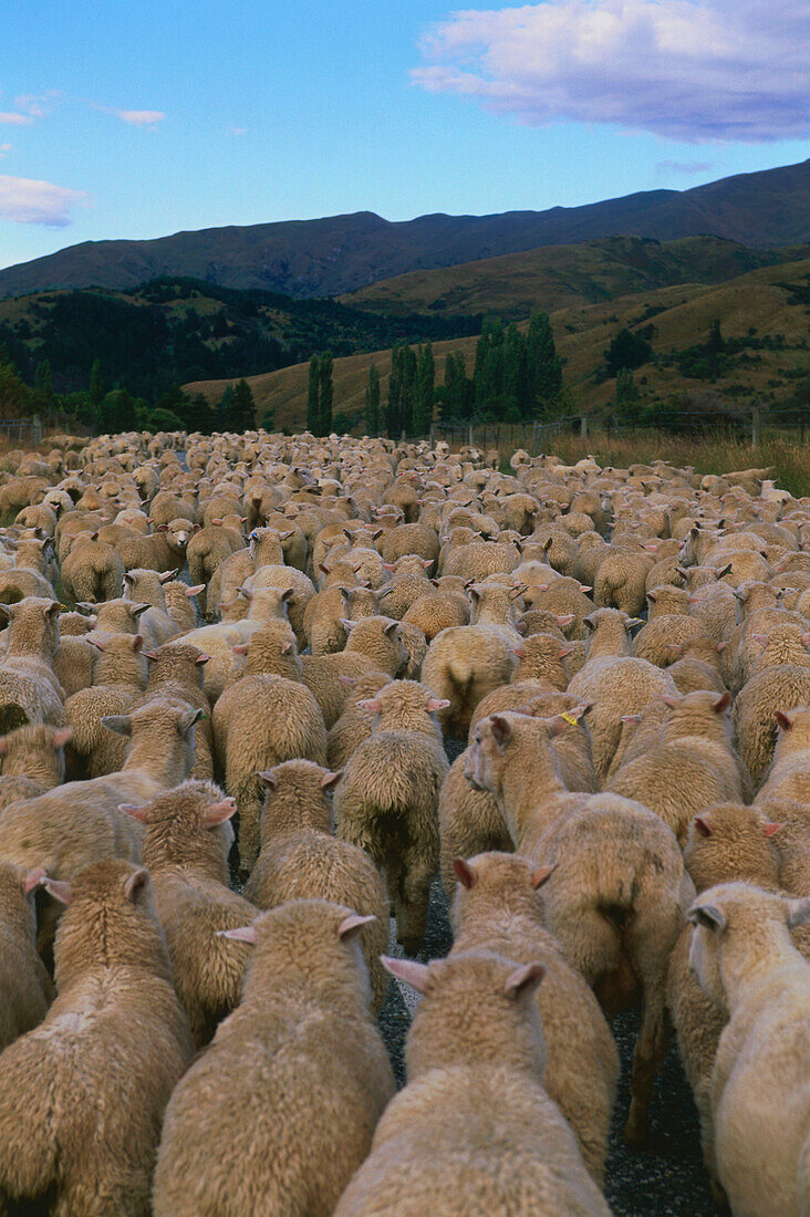 A flock of sheep, Crown Range Saddle, mountain pass, Cardrona, South Island, New Zealand