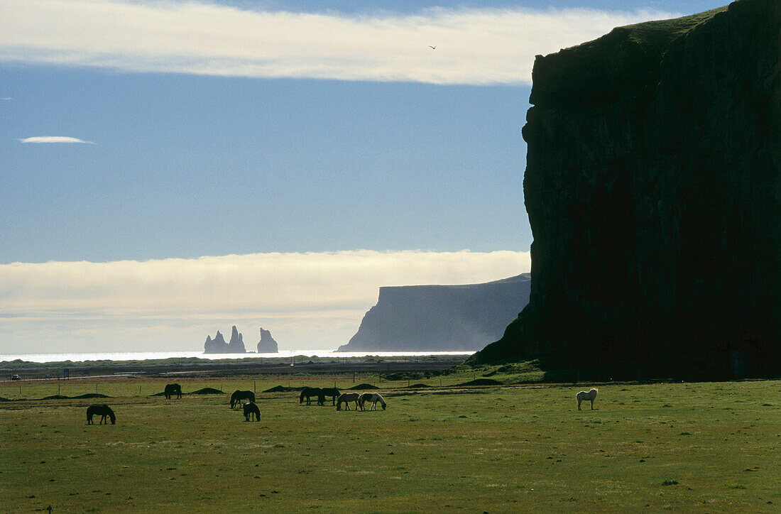 Eine Herde von Islandpferden auf einem Feld, Pony, Island
