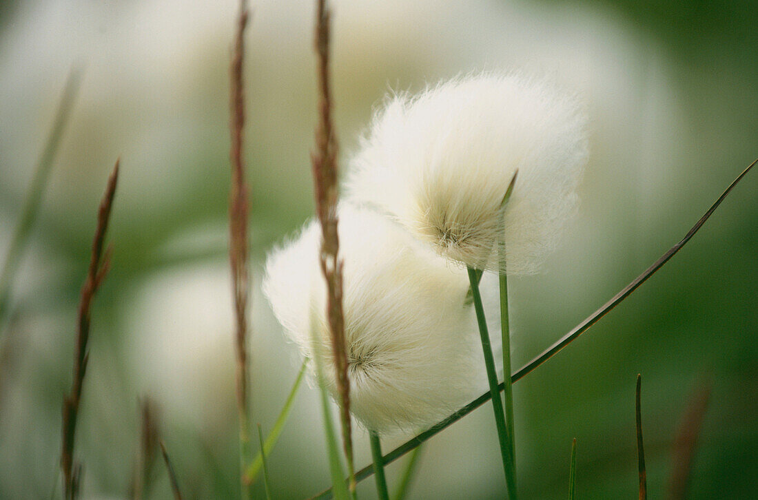 A close up of cotton grass