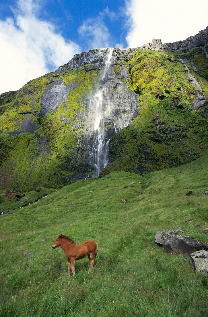 An Icelandic pony in a meadow with a waterfall in the background, Iceland