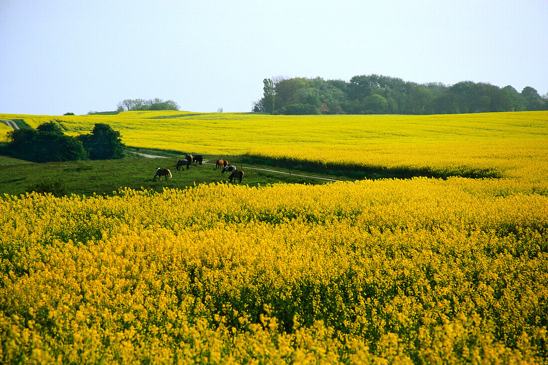 Horses on pasture, canola field, Cape Arkona, Ruegen Island, Mecklenburg-Western Pomerania, Germany