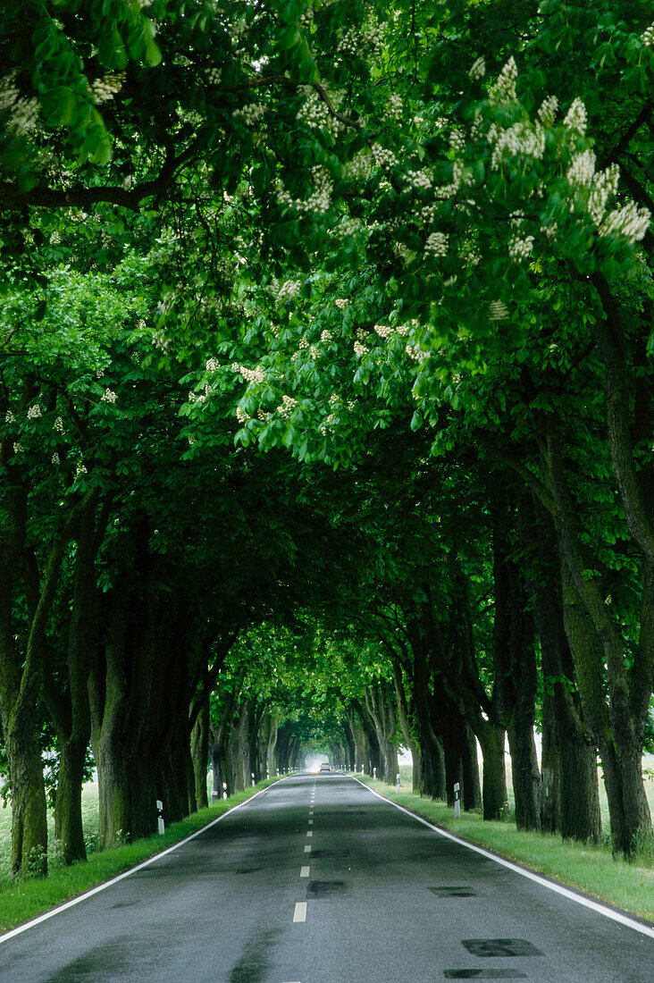 Parkway, Ruegen Island, Mecklenburg-Western Pomerania, Germany