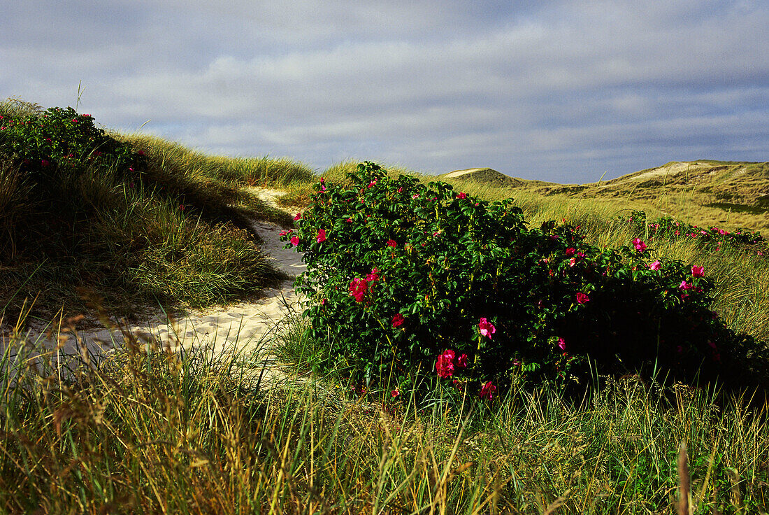 Landscape, Sylt Island, North Frisian Islands, Schleswig-Holstein, Germany, Europe