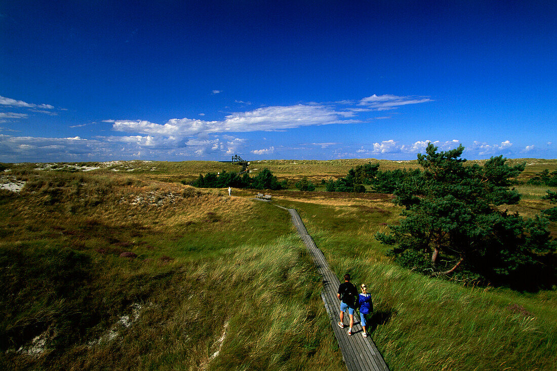 Paar wandert über Hohe Düne, Nationalpark, Zingst, Mecklenburg Vorpommern, Deutschland