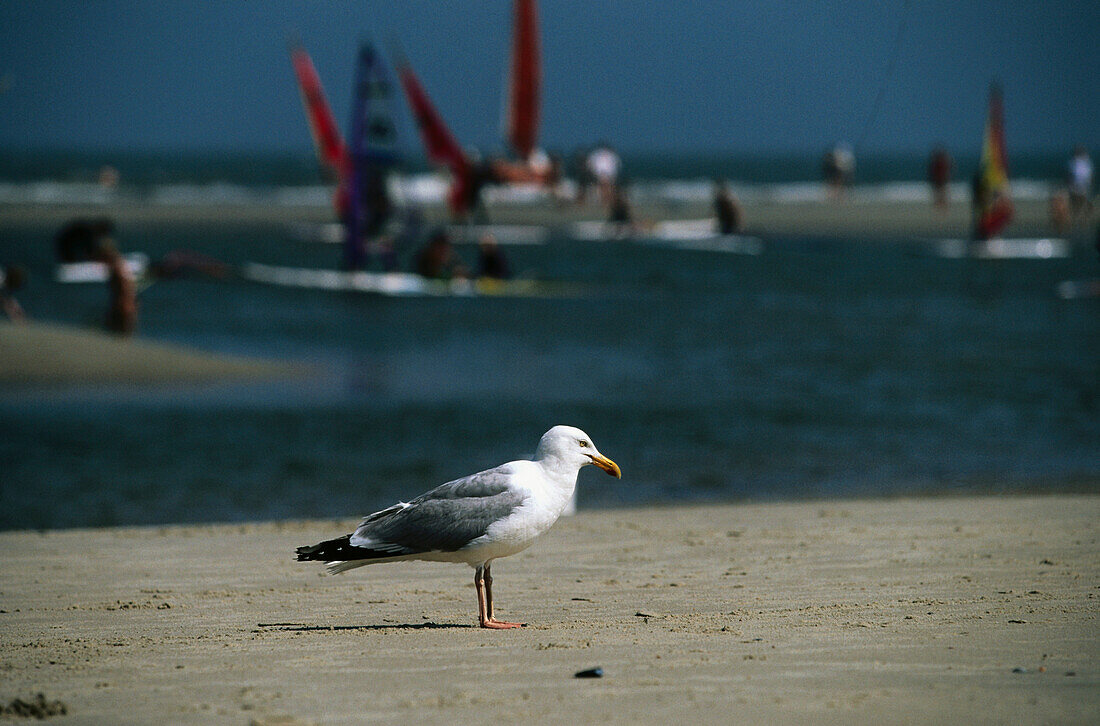 Herring gull, East Frisian Islands, Lower Saxony, Germany