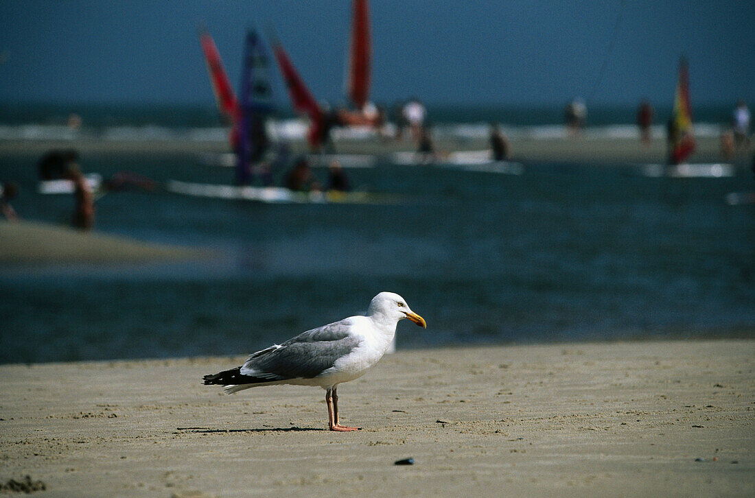 Silbermöwe, Ostfriesische Inseln, Niedersachsen, Deutschland