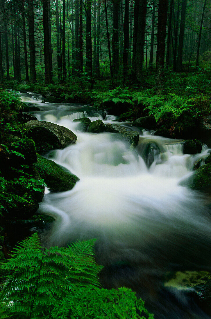 Kleine Ohe, Nationalpark Bayerischer Wald, Bayern, Deutschland, Europa