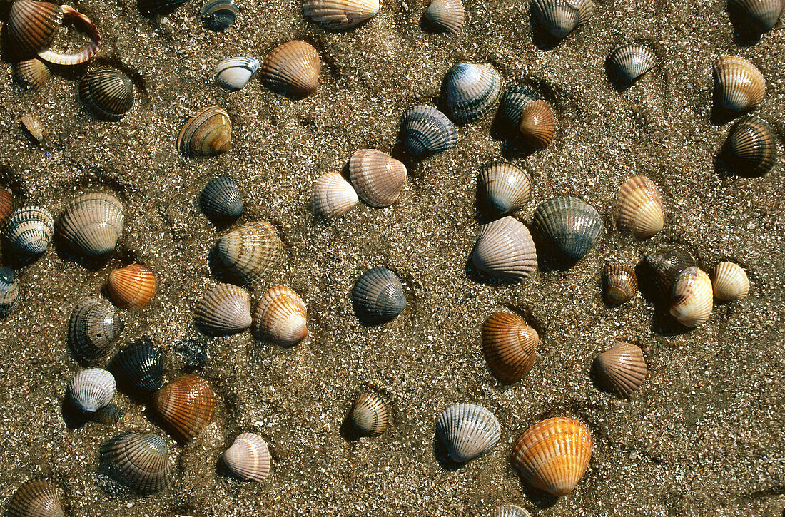 Cockles, Lower Saxony, North Sea, Germany