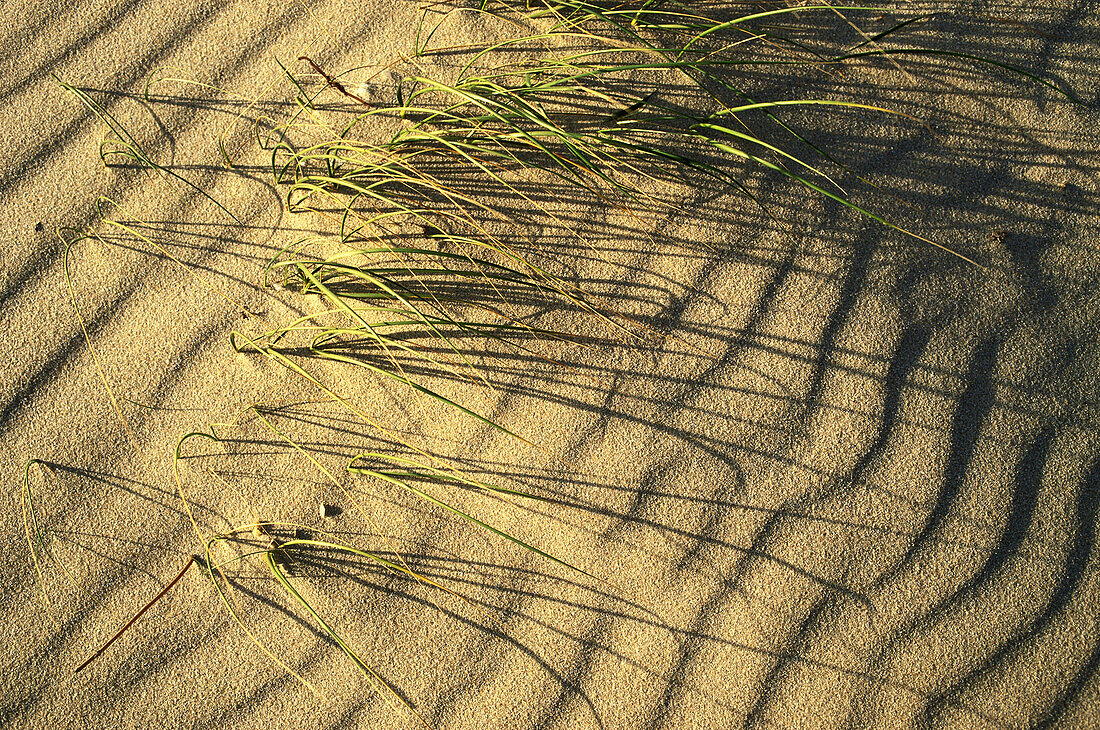 Close-up of a dune, Sylt Island, Schleswig-Holstein, Germany