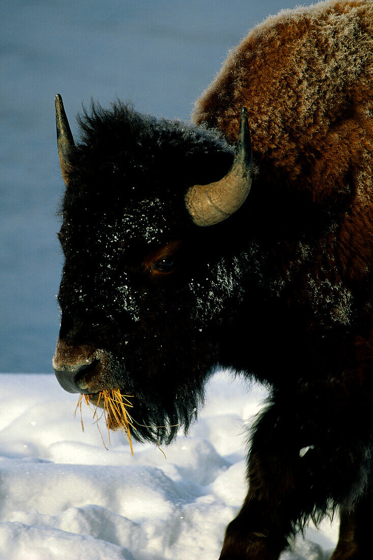 Bison, Yellowstone Nationalpark, Wyoming, USA