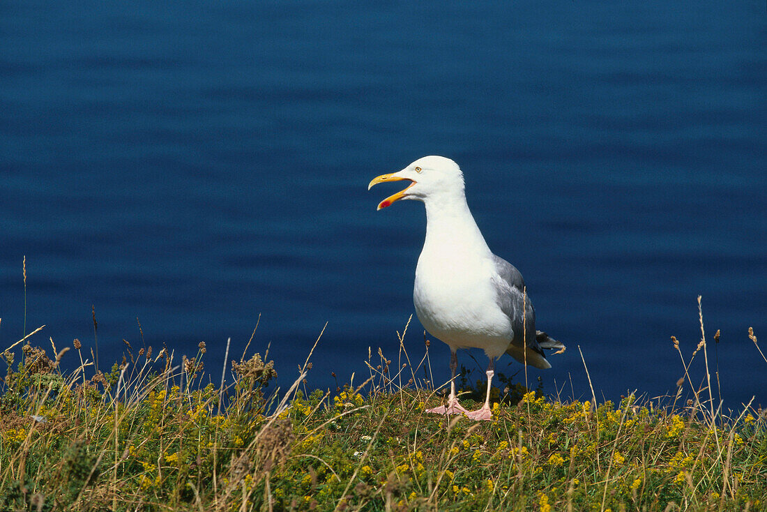 Silbermöve, Helgoland, Nordsee, Niedersachsen, Deutschland, Europa