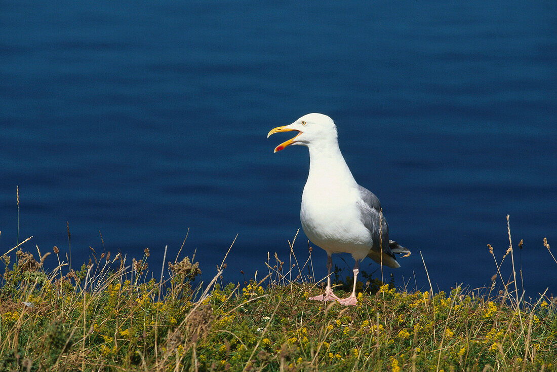 Silver seagull, Helgoland, North Sea, Lower Saxony, Germany