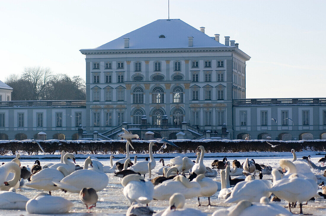 Swans and ducks in front of Nymphenburg Palace in winter, Munich, Bavaria, Germany