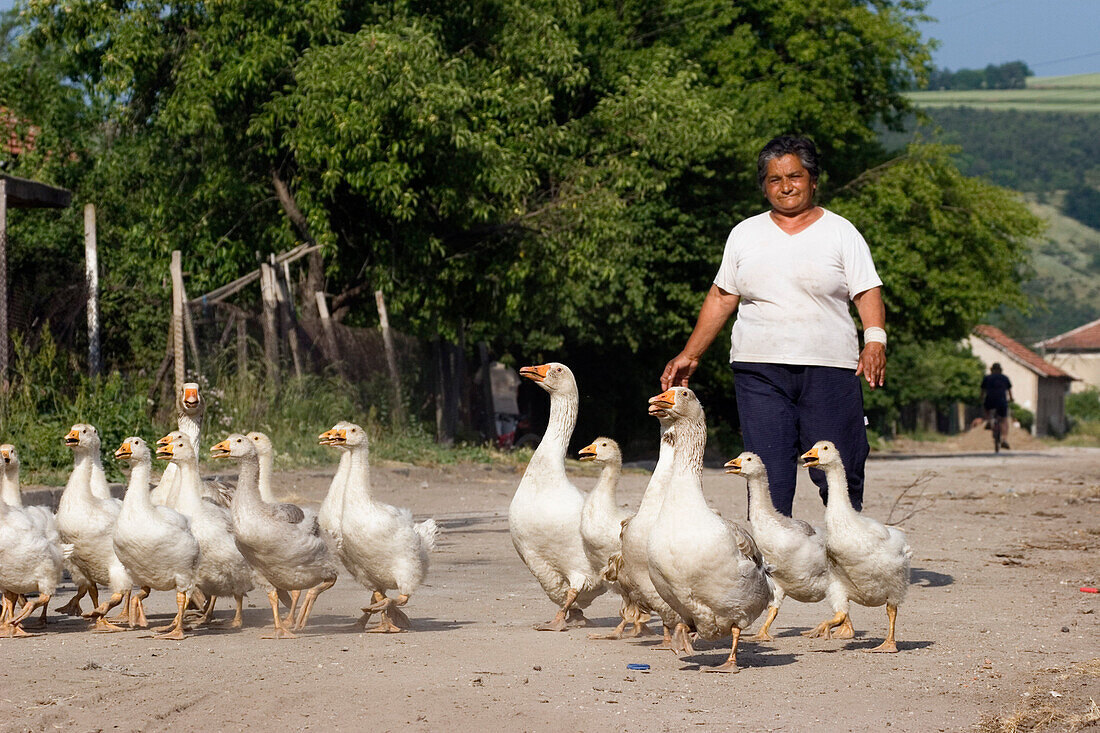 Peasant woman herding gees, Muselievo near Pleven, Bulgaria