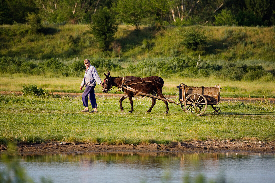 Farmer with donkey chart, Muselievo, Bulgaria, Europe