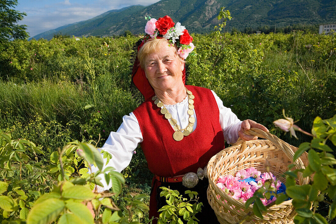 Rose picking woman at harvest, Rose Festival, Karlovo, Bulgaria, Europe