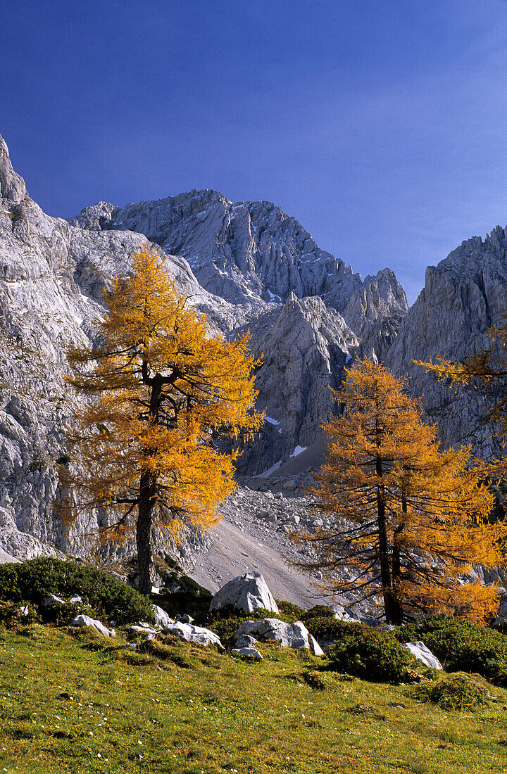 Herbstliche Lärchen, Rinderfeld unter dem Torstein, Dachsteingruppe, Salzburg, Österreich