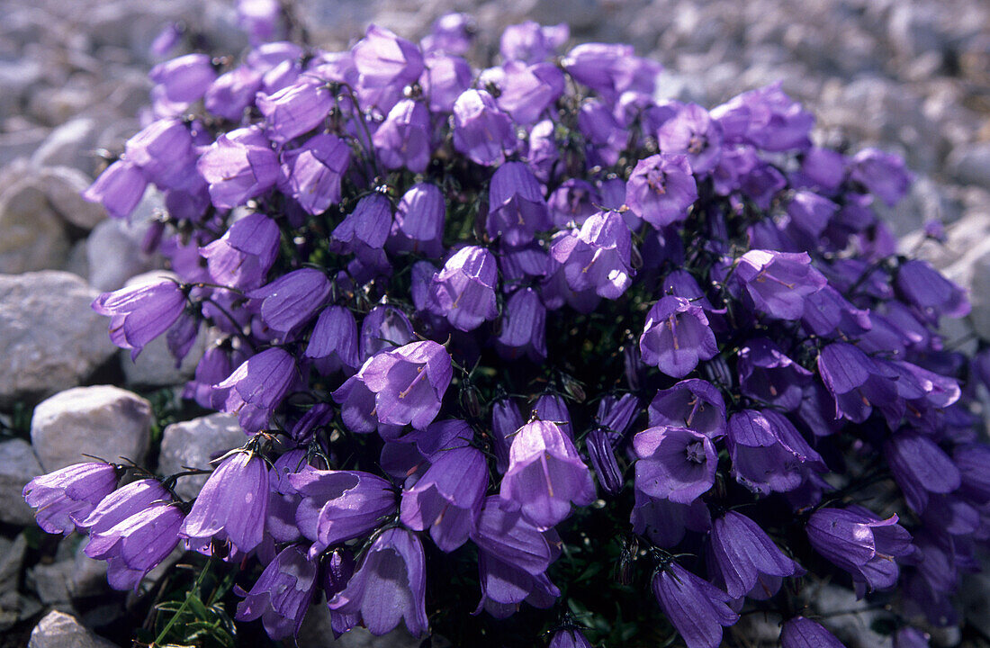 bell flower, Dachstein range, Upper Austria, Austria