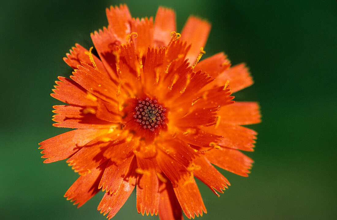 Orangerotes Habichtskraut, Engadin, Graubünden, Schweiz