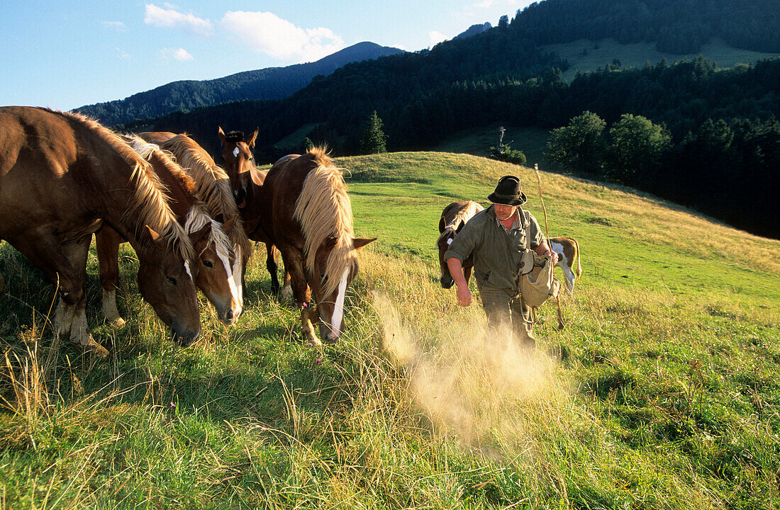 Almbauer beim Füttern der Pferde, Chiemgau, Oberbayern, Bayern, Deutschland