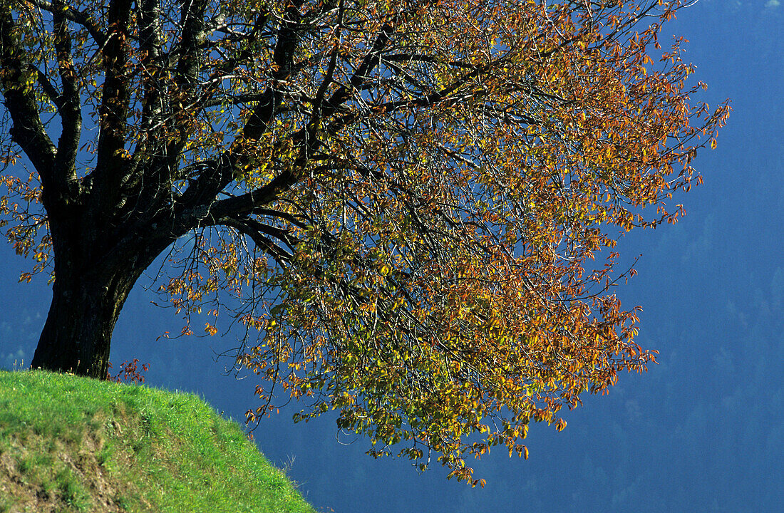 Laubbaum mit Herbstlaub, Grödnertal, Südtirol, Italien