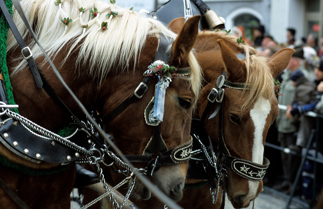 horses at festival of Leonhardiritt, Bad Tölz, Upper Bavaria, Bavaria, Germany
