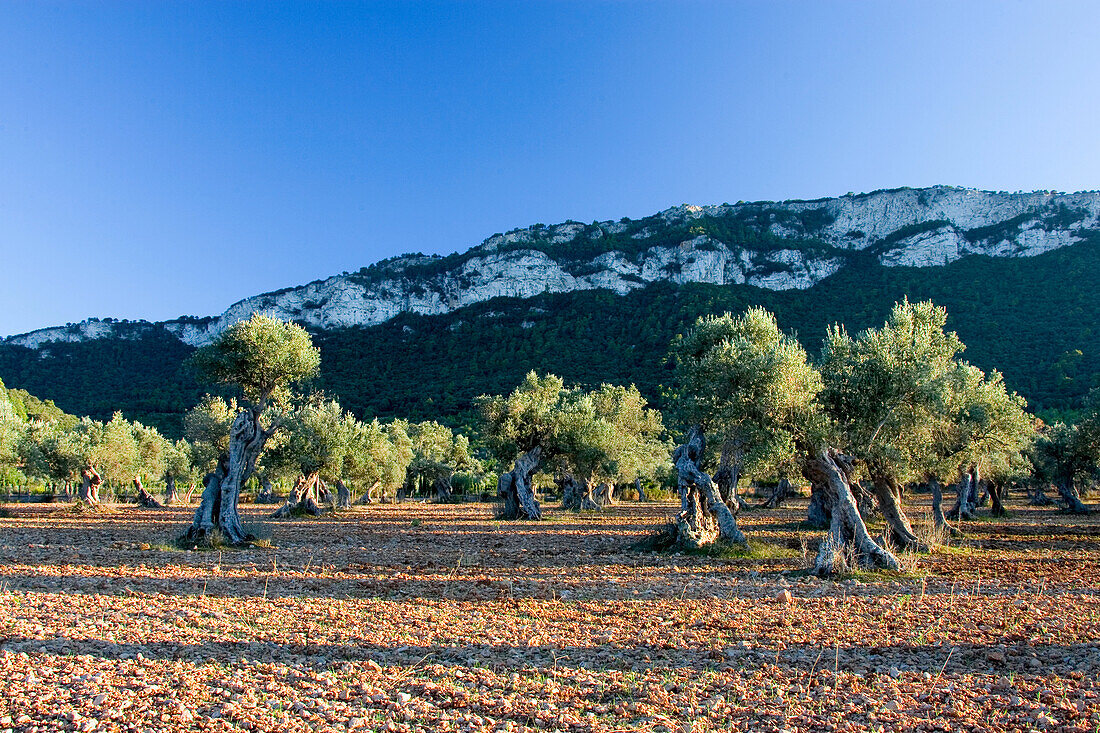 Olive trees under blue sky, Majorca, Balearic Islands, Spain, Europe