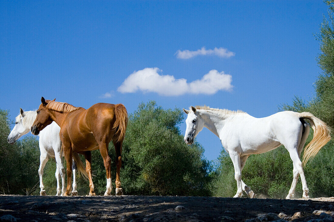 Three horses, Majorca, Spain