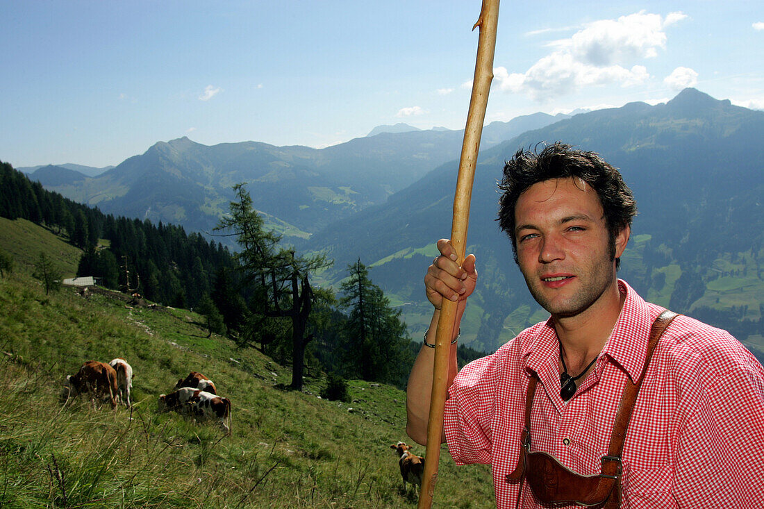 Senner in Karohemd und Lederhose, hütet das Jungvieh auf den steilen Wiesen der Viehausalm, Nationalpark Hohe Tauern, Salzburger Land, Österreich
