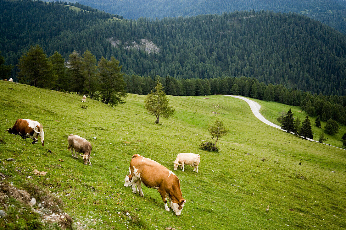Cattle crazing on alp, Nockalm Road in background, Nock Mountains, Carinthia, Austria