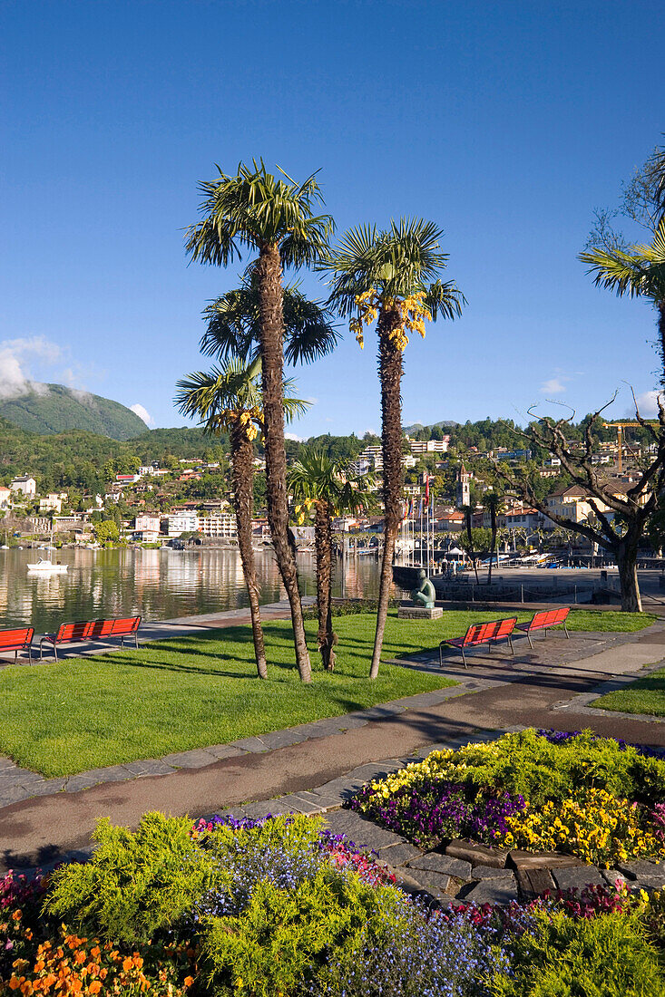 Palms growing at lakeshore of Lake Maggiore, Ascona, Ticino, Switzerland