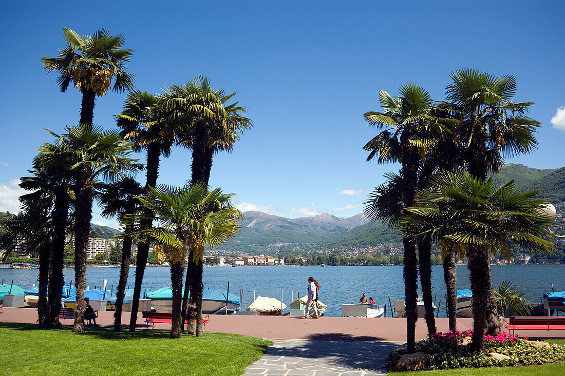 Palms growing at promenade of Lake Lugano, Ticino, Switzerland