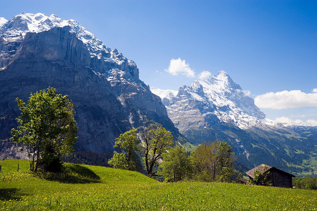 Grosse Scheidegg und Blick zu Eiger 3970 m und Schreckhorn 4078 m, Grindelwald, Berner Oberland, Kanton Bern, Schweiz
