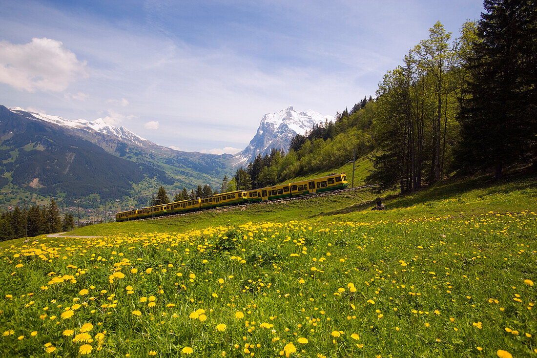 Blick über Löwenzahnwiese auf Jungfraubahn, Berner Oberland, Kanton Bern, Schweiz
