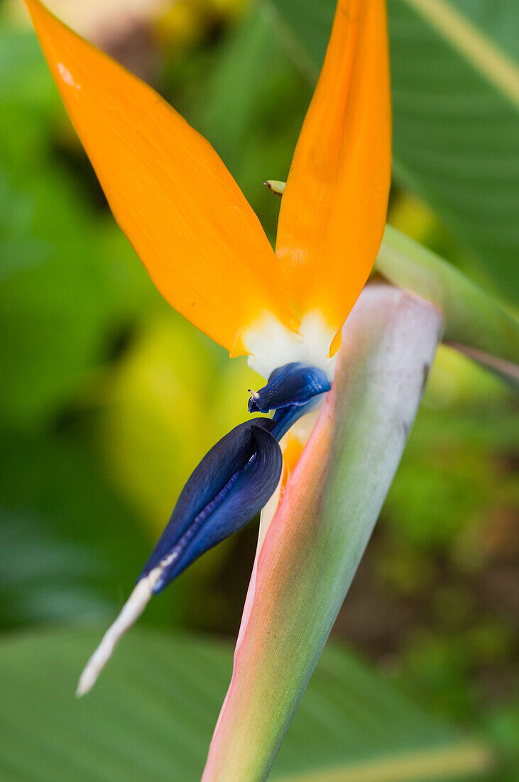 Madeira, Paradiesvogelblume, Stelizie reginae, Garten, Choupana Hills Hotel