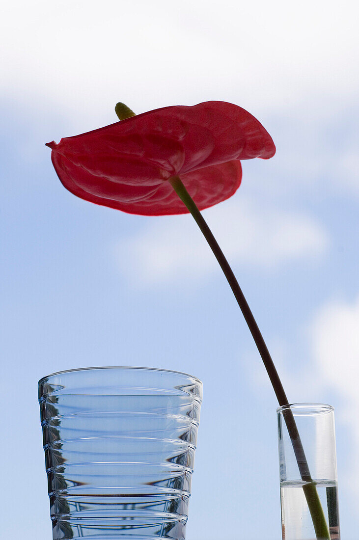 table decoration, Restaurant Xopana, Choupana Hills Hotel, Funchal, Madeira, Portugal