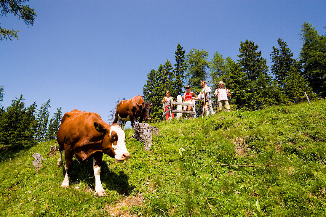 Hikers passing cows, Bichlalm 1731 m, Grossarl Valley, Salzburg, Austria